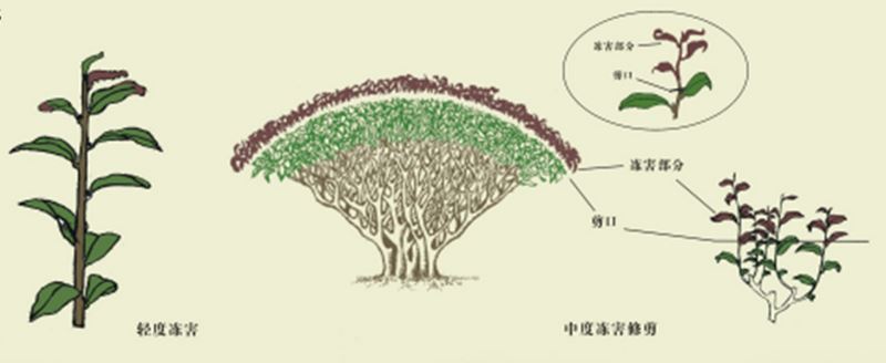 Technological Measures for Recovery of Tea Gardens After Cold-Snap and Snow Disasters-2