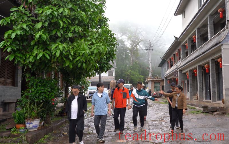 Mengla Tea · Tribute Tea Taste: Follow Influencers on a Tour of Ancient Tea Mountains, Savoring the Flavor of Mengla Tribute Tea-9