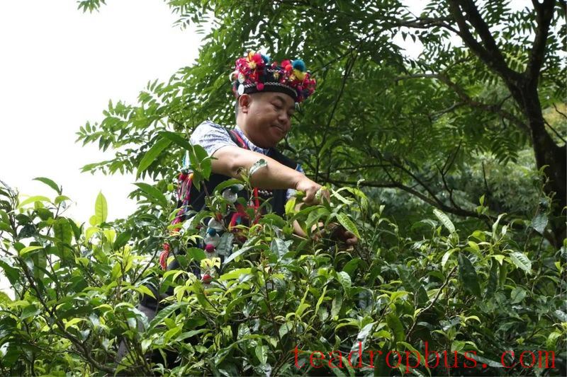 The Processing and Production of Hani Tea-1