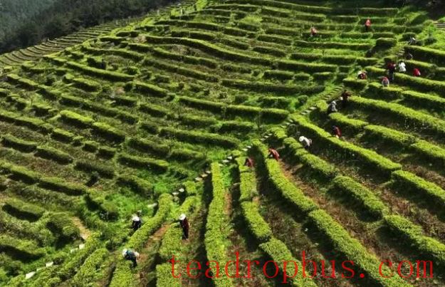Exploring the Timeless Beauty of East Mountain for Longevity, Savoring the Gifted Tea of Longevity Island-5