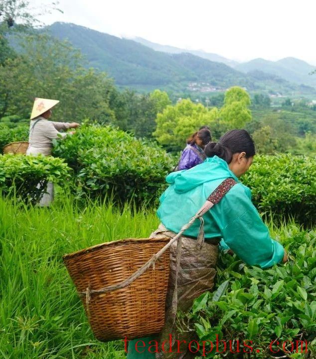Jingdong County Plays the 'Eco-Card' in Tea Industry to Pave a Path for Farmers' Income Growth and Prosperity-13