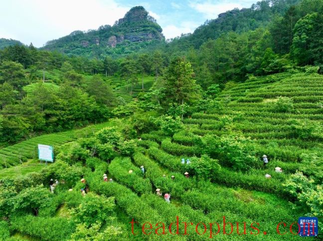 Fujian's Mountains Yield Tea Leaves, Scent Travels Thousands of Miles-2