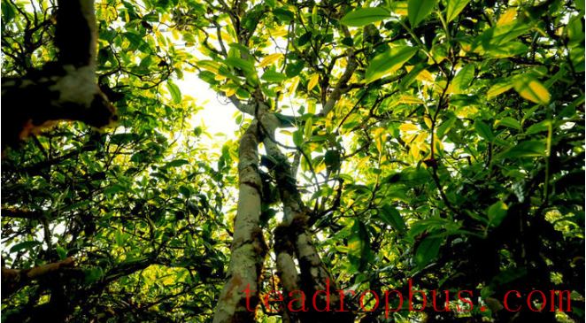 Tea Tales: The Homeland of Tea-1
