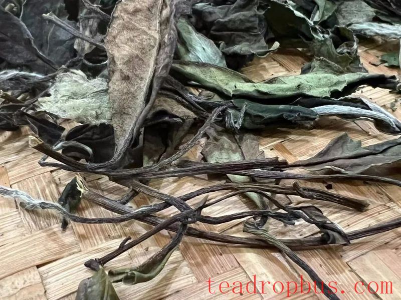Is the Fuding White Tea Production Process Simple? The Challenge Lies in Withering!-2