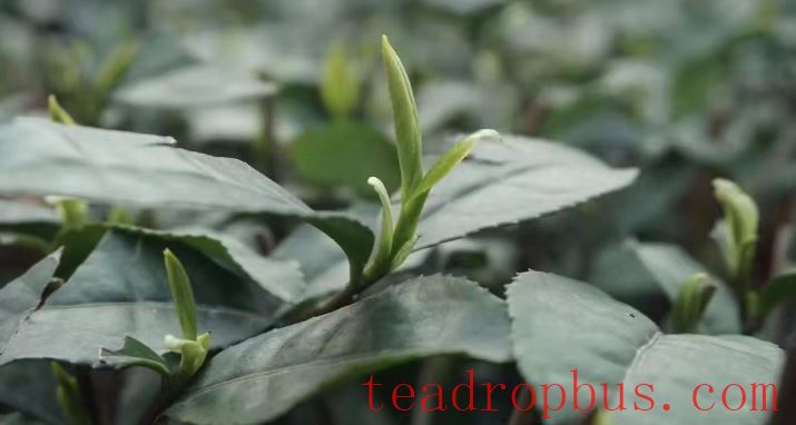 China's Tea and Its Culture Part XX: 
