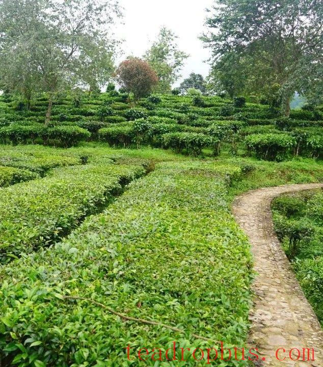 Jingdong County Plays the 'Eco-Card' in Tea Industry to Pave a Path for Farmers' Income Growth and Prosperity-12