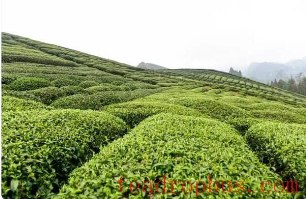 Why is the Longjing Tea from Longjing Village so Renowned? What Makes Its Tea Gardens Unique?-3