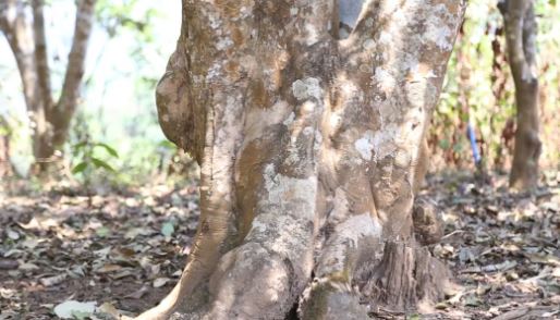 Lao Xu on Tea: In Hekai Manong Old Village, the ancient tea trees have just sprouted, yet ancient tree teas are already everywhere in the market!-3