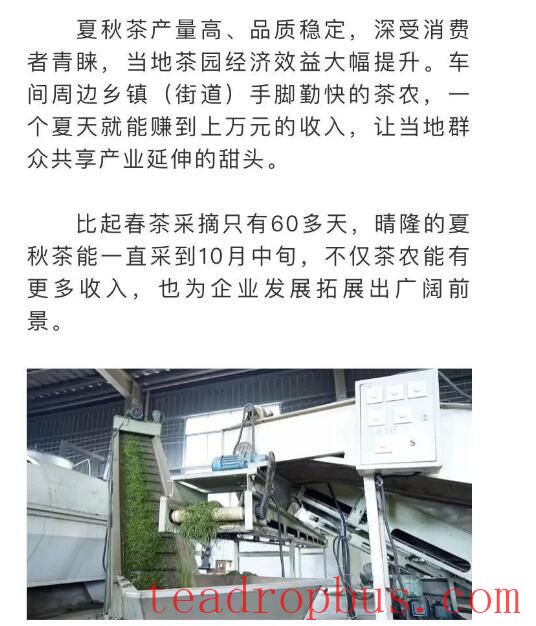 Qinglong Tea Industry: Promoting Transformation and Upgrading to Boost Income for Tea Farmers and Enterprises-2