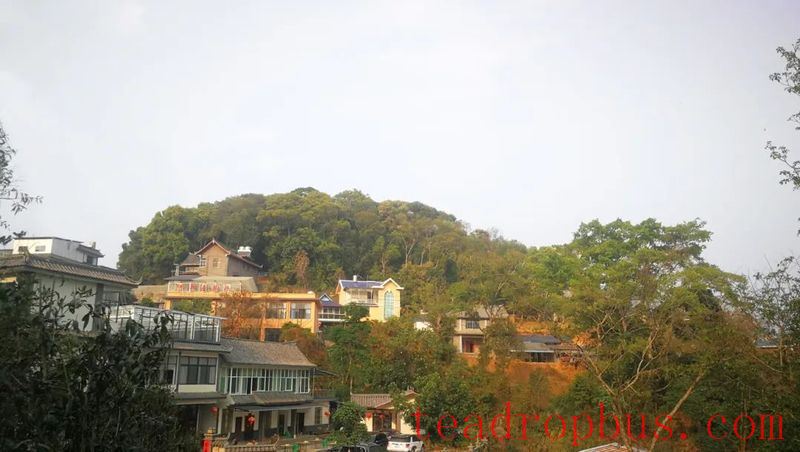 Yiwu Town's Gaoshan Village: The Fragrant Path of Happiness Paved by the 