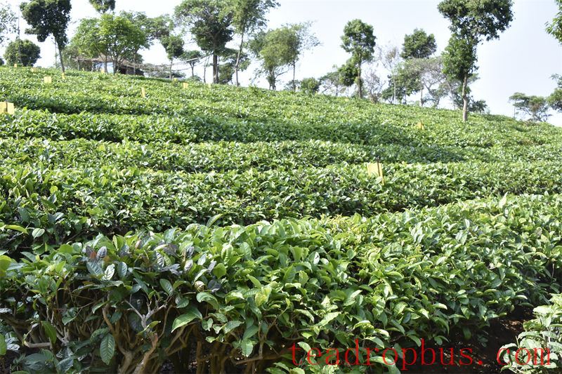 Restoring Tea Tree Vigor: Scientific Fertilization for Quality Improvement-1