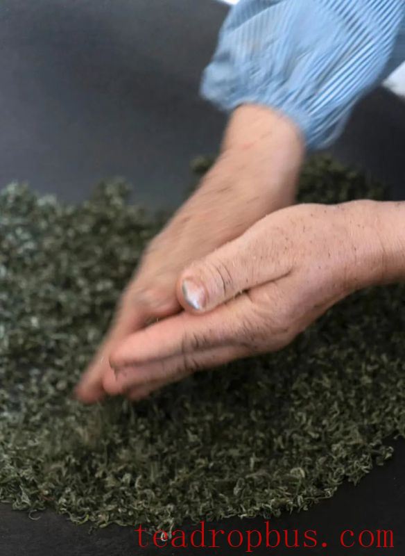 The Story Behind the Harvest and Production of Biluochun Tea-9