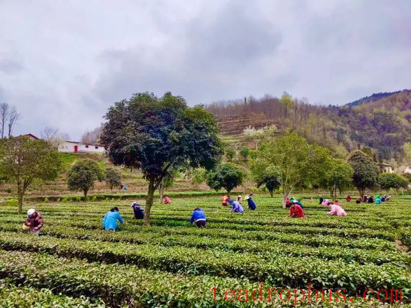 Sanyang Town: Empowering the Tea Industry through Party Building for Prosperous Villages and Enriched People-1