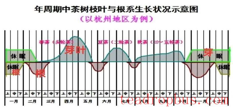 Scientific Fertilization for Green, High-Yield, and Efficient Tea Production-2