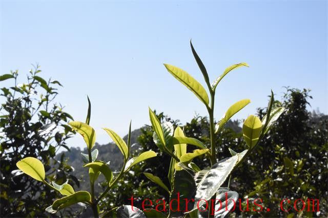 Can I Drink Pu'er Tea in Summer with Poor Digestion?-1