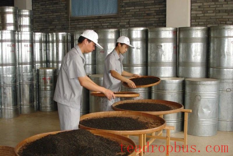 A Detailed Tutorial on Wuyi Rock Tea Refining Techniques by Intangible Cultural Heritage Practitioners, Highly Recommended for Collection!-6