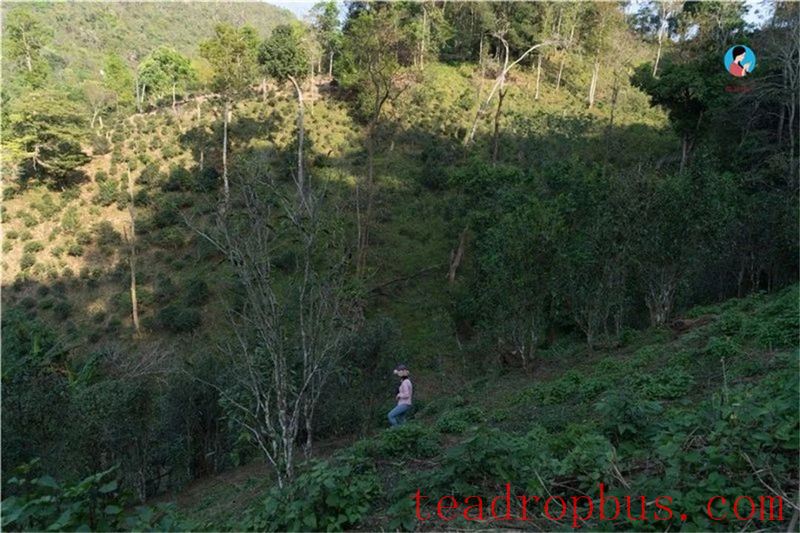 Those Lesser-Known Tea Mountains Quietly Coveted by Tea Aficionados Every Year!-3