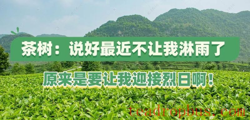 Out of the Plum Rains! Post-Flood Management for Tea Gardens and Measures to Combat Heatwaves and Drought-1