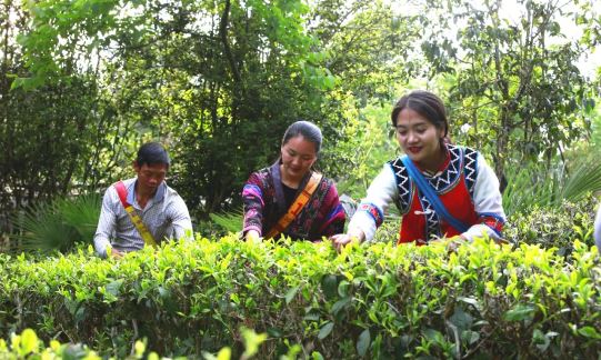 Empowering the Tea Industry through Party Building: Unleashing New Dynamics for the 