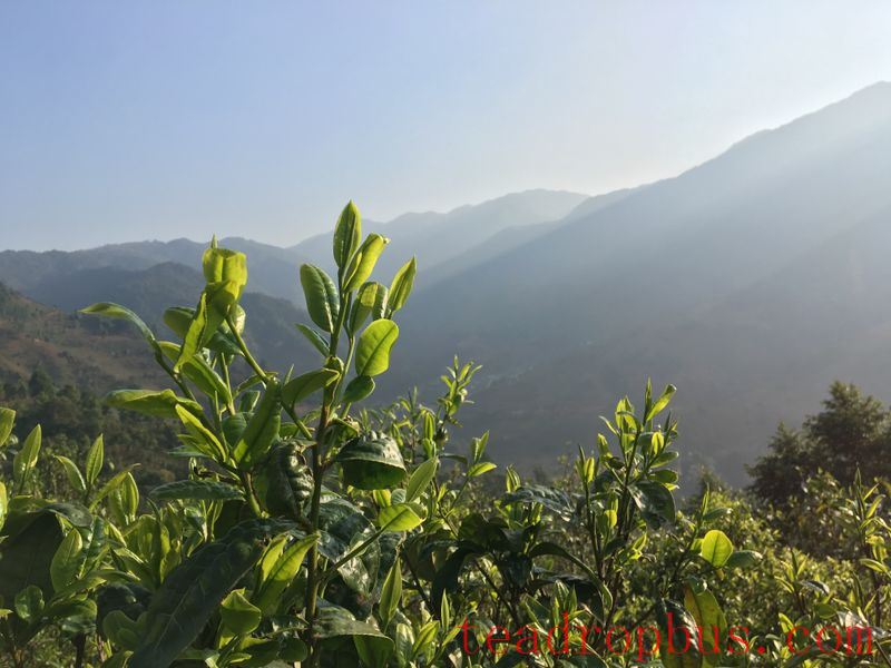 Pu'er Tea Production: The Metamorphosis of a Single Leaf-1