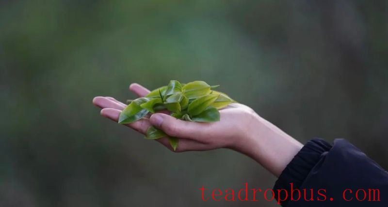 Strength with a Touch of Gentleness: The Xigui Story (Part 1)-3