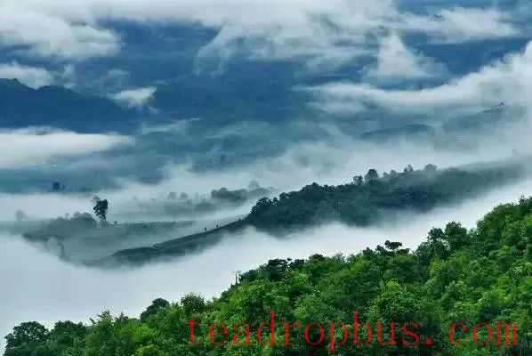 Tea Fragrance from Xishuangbanna: The Famous Pu'er Mountain of Xiding-2