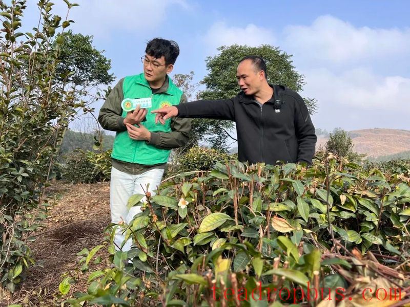 Heshan Agricultural Skills Lecture Hall — Winter Management of Wild-Released Tea Gardens-3