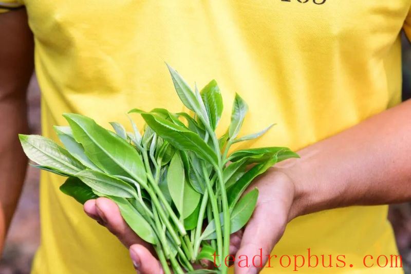 Cainong Tea: Appreciating Pu'er - The Beauty of Pu'er Tea, Part One-8