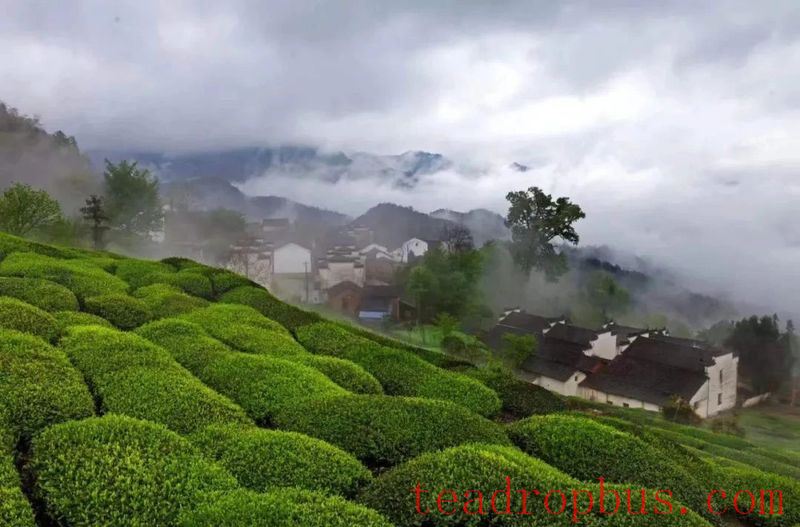 What Makes a Tea Mountain Tour Different from Regular Tourism?-3