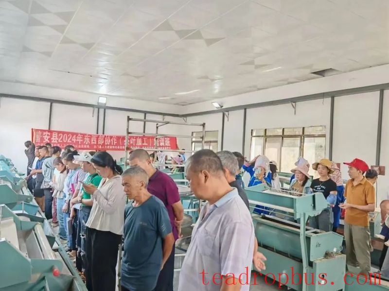 Puan County: Skills Training Delivered to Villages Boosts Tea Industry for Higher Income-2