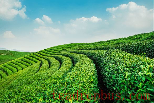 The Perfect Combination of Tea Industry and Tourism: Danzhai Tea Garden is Worth a Visit-2