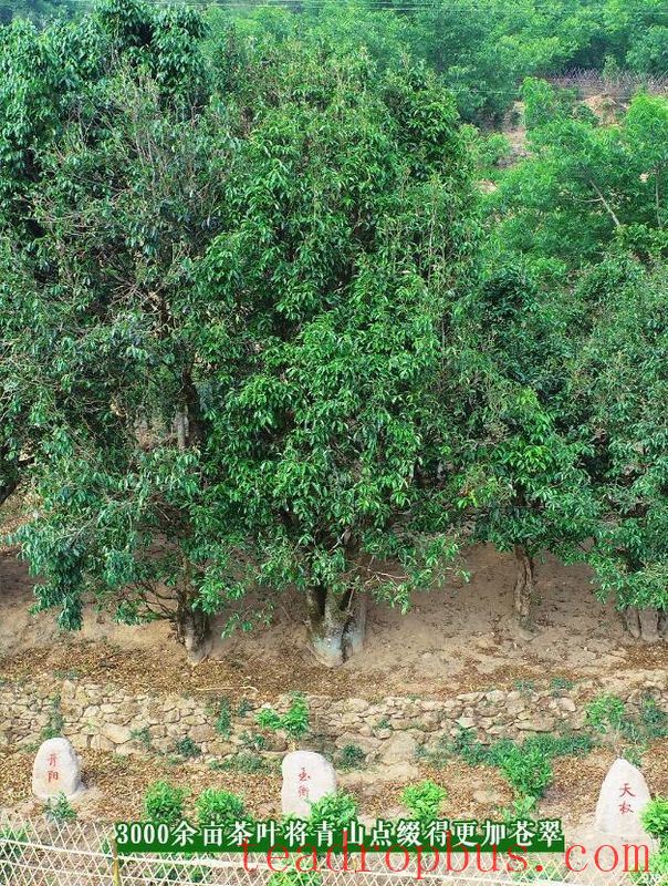 Jinxiu Village, Xiaowan Town, Lincang City - A Treasure Land of Ancient Tea-2
