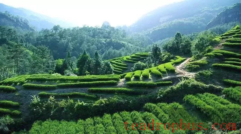 Guoxin Green Valley, One of the Top Ten Gold Medal Tea Estates in Anxi: The Romance and Poetry of Staying Amidst the Tea Garden-8