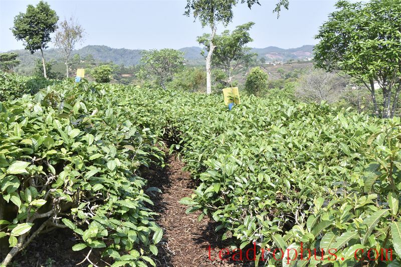 Technical Guidelines for Tea Production in Summer and Autumn 2024-1