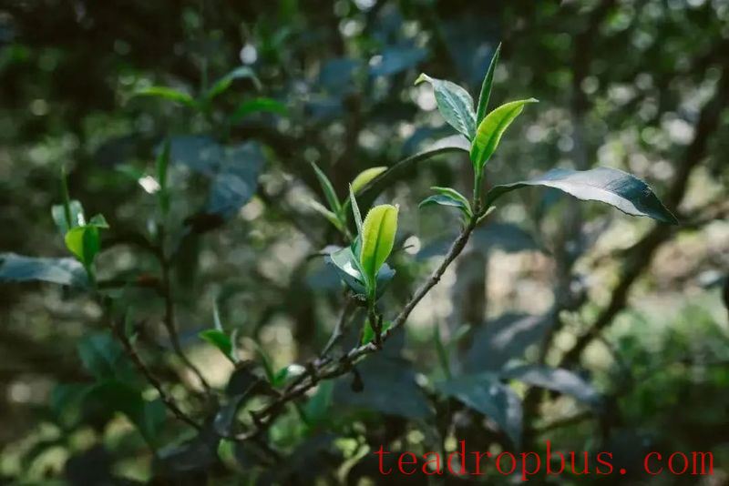 Tea Fragrance in Xishuangbanna - Yi Wu's Manxiu Village-2