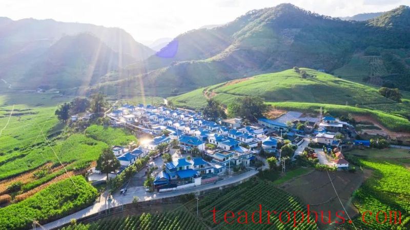The Thousand-Year Tea Growers: The Bulang People of Yunnan-7