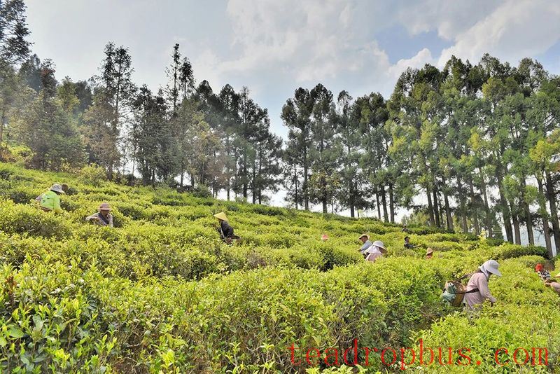 In Search of Tea in Changning: Spring Arrives and the Tea in Nino Is Fragrant-4
