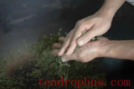 Intangible Cultural Heritage of Humanity: Traditional Chinese Tea Processing Skills - Green Tea Chapter 4: Biluochun, Xinyang Maojian, and Wuyuan Green Tea-3