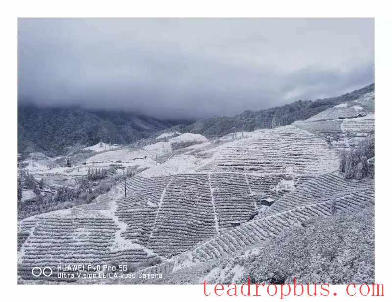 While Enjoying the Snowy Scenery, Don't Forget to Take Anti-freeze Measures for Your Tea Gardens!-2