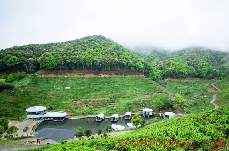 It's the Right Time to Pick Tea! In Zijin, Spring is Hidden in the Fragrance of Tea-6