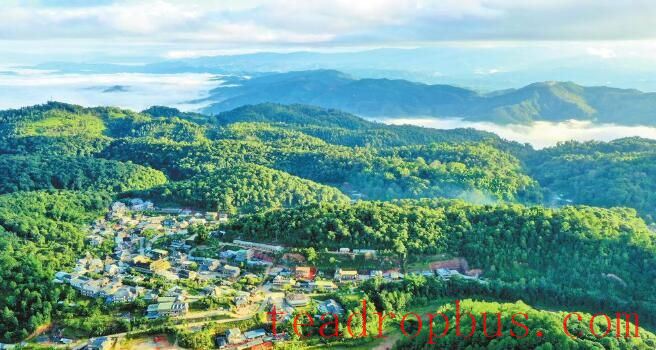 A Millennium-Old Tea Forest: The Evergreen Jingmai Mountain-7