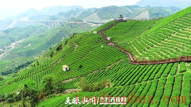 Guiting Cloudy Mist Tribute Tea: Summer and Autumn Tea Production Boosts the Green Industry, Extending Development “Dividends”-6