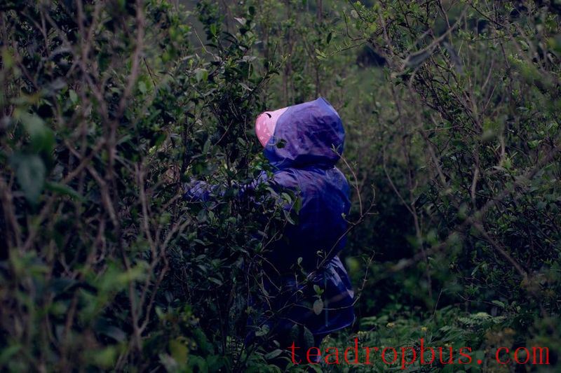 A Tea Garden in Ningde Makes the List of the First 
