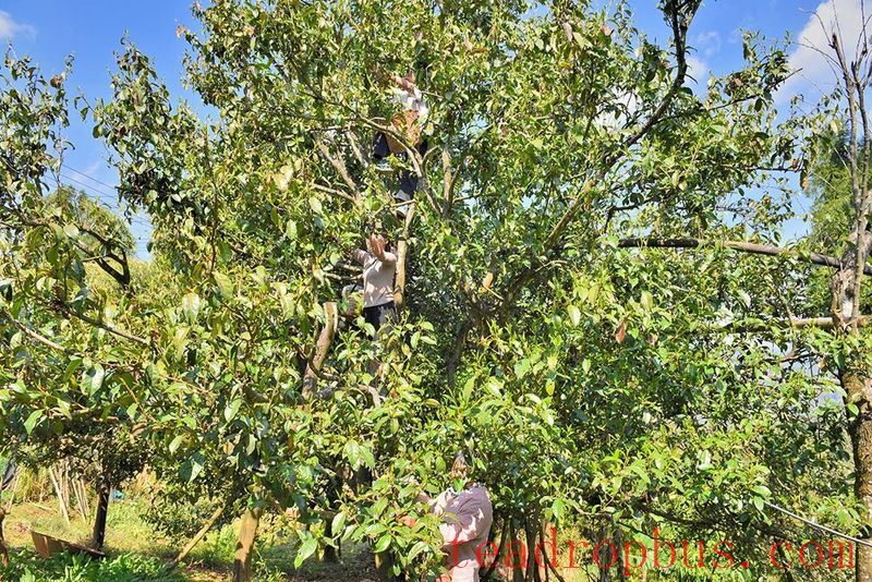 Lianfu Tea Mountain Boasts the 