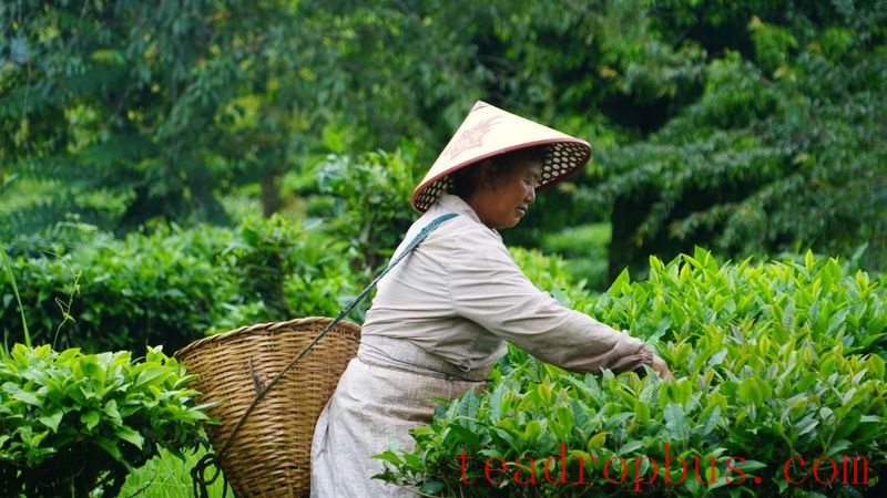 Jingdong County Plays the 'Eco-Card' in Tea Industry to Pave a Path for Farmers' Income Growth and Prosperity-15