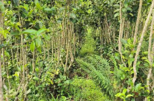 Mengtong Town, Cizhu Village: Spring Tea's Fragrance Attracts Distant Merchants-4
