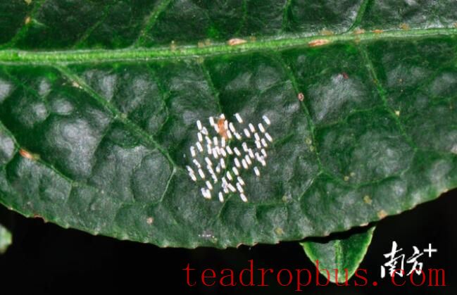 Forecast for Tea Production in Guangdong: Cold Front Next Week, Northern Guangdong Tea Gardens Beware of Low Temperatures and Cold Damage-4