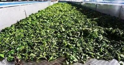 For Black Tea Production, Supplemental Light During Withering-5