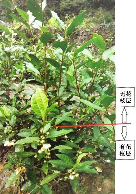 Distribution of buds on tea shoots