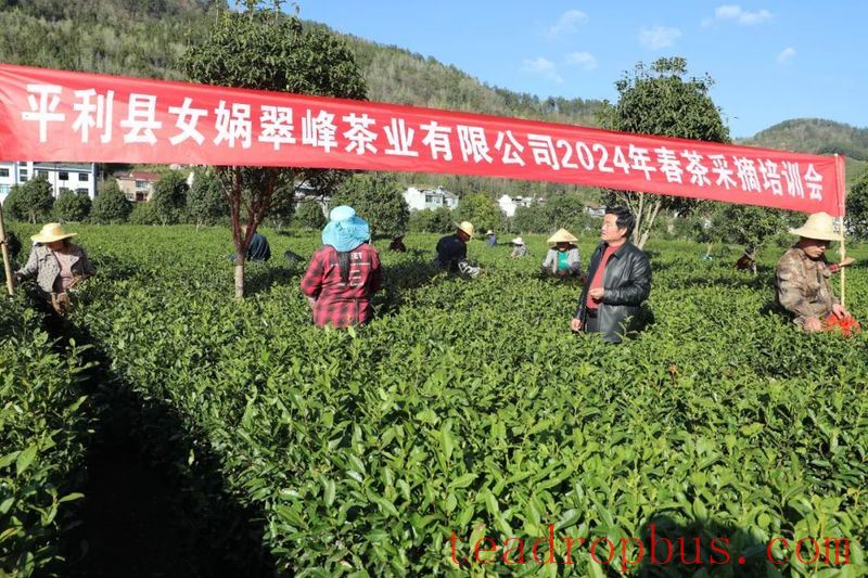 Wealth and Prosperity Through Tea: The Luohe Town Story - Turning the Chain into Gold with Thriving Industries-3
